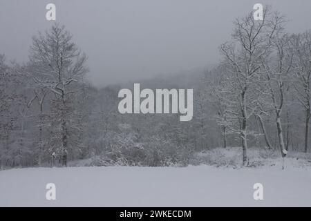 Schneebedeckter Boden und Bäume während eines Wintersturms Stockfoto