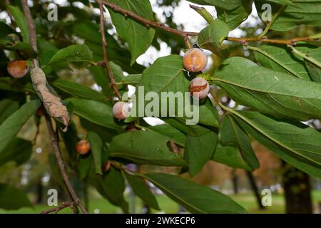Diospyros Lotus Ast aus der Nähe Stockfoto