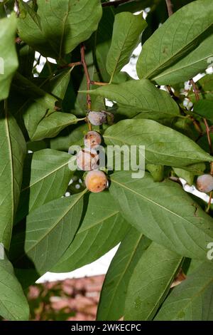 Diospyros Lotus Ast aus der Nähe Stockfoto