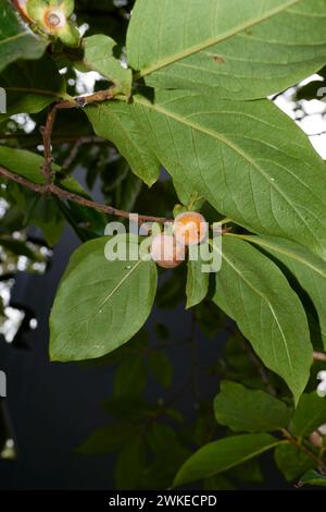 Diospyros Lotus Ast aus der Nähe Stockfoto