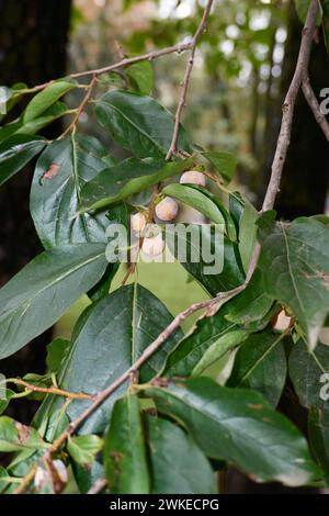 Diospyros Lotus Ast aus der Nähe Stockfoto