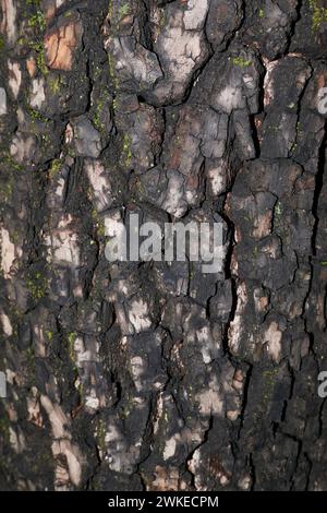 Diospyros Lotus Ast aus der Nähe Stockfoto