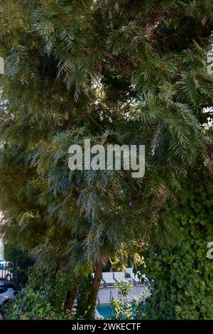 Grevillea Robusta Zweig aus nächster Nähe Stockfoto