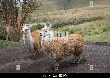 Zwei langhaarige Lamas in den Anden Stockfoto