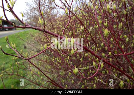 Dogwood Hecke Cornus sanguinea bricht am 19. Februar 2024 in Blatt ein, nachdem der wärmste Februar in Großbritannien bisher verzeichnet wurde, ein deutlicher Hinweis auf den Anstieg Stockfoto