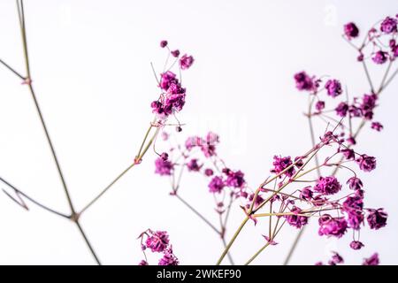 Kleine rosa bis violette Blüten auf grünen Stielen teilweise scharf teilweise verschwommen bilden eine fast geometrische Struktur Stockfoto