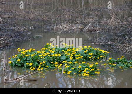Marsh Ringelblume Caltha palustris, Feuchtgebiet mehrjährige leuchtend gelbe Blüten im frühen Frühjahr große abgerundete Blätter mehrere Stamen und Karpel in der Mitte Stockfoto