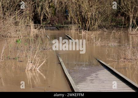 Überschwemmungen überschwemmen Wasser im Warnham Naturschutzgebiet Horsham UK Frühfrühlingshäuser platzen Flussufer und halbuntergetauchte Boardwanderungen als lange Regenperioden Stockfoto