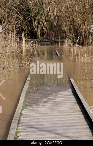 Überschwemmungen überschwemmen Wasser im Warnham Naturschutzgebiet Horsham UK Frühfrühlingshäuser platzen Flussufer und halbuntergetauchte Boardwanderungen als lange Regenperioden Stockfoto