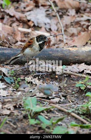 Schilfffahne Emberiza schoeniclus, männlicher Winter Frühfrühlingsgefieder schwarzer Kopf und Kehle weißer Nacken und Schnurrbart Streifen braune Oberteile grau unten Stockfoto