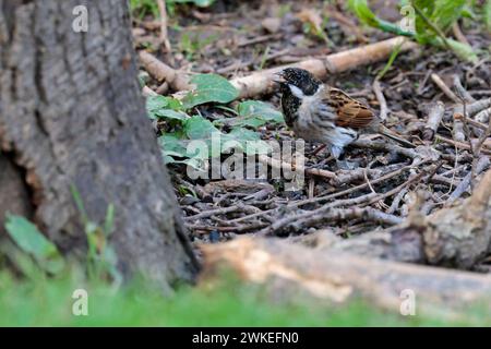 Schilfffahne Emberiza schoeniclus, männlicher Winter Frühfrühlingsgefieder schwarzer Kopf und Kehle weißer Nacken und Schnurrbart Streifen braune Oberteile grau unten Stockfoto