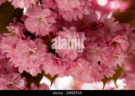Zweig mit japanischer Kirschblüte, rosa Blüten in voller Blüte, Prunus serrulata Sakura. Frühling natürlicher Hintergrund... Puchov, Slowakei Stockfoto