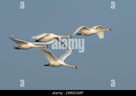 Stumme Schwäne, Cygnus olor schwärmen im schnellen Flug. Fliegen mit ausgebreiteten Flügeln am blauen Himmel bei Sonnenuntergang. Trencin, Slowakei Stockfoto