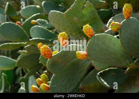 Chumbera, Es Ravellar, Campos, Mallorca, Balearen, Spanien. Stockfoto