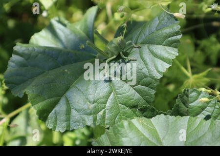 „Grashüpfer: Die winzigen grünen Musiker der Natur“ Stockfoto