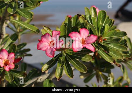 Saftige Schönheit, Wüstenrose Stockfoto