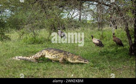 Ein Nil-Krokodil (Crocodylus niloticus) spaziert vorbei an Weissgeiern im Nyerere-Nationalpark (Selous Game Reserve) im Süden Tansanias. Stockfoto