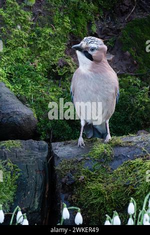 Ein Jay, der auf einem Ast in einem schottischen Wald thront Stockfoto