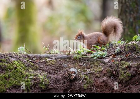 Ein Rotes Eichhörnchen, das in einem schottischen Wald auf der Suche ist Stockfoto