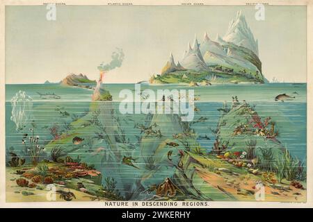 Chromolithographie - Natur in absteigenden Regionen von Ozeanen von Levi W. Yaggy. 1893. Ursprünglich als Bildungshilfe ausgegeben. Zeigt den Blick vom Meeresgrund bis zu den Gipfeln, die nach außen reichen. Stockfoto