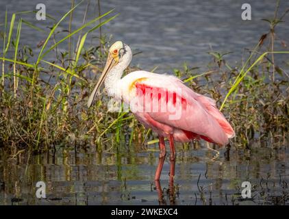 Rosate Spoonbill im Myakka River im Myakka River State Park in Sarasota, Florida, USA Stockfoto