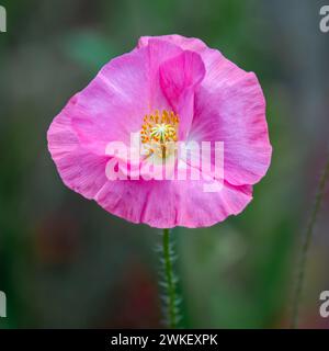 Blühende Shirley Mohnblume, Pleasant Hill Farm, Fennville, Michigan. Stockfoto