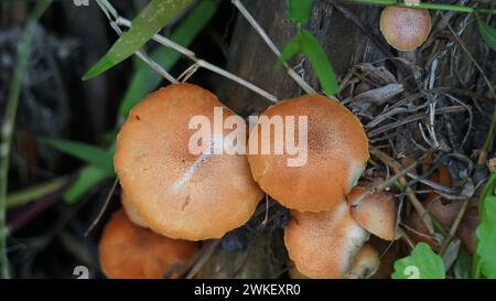 Herbstkopfkappe ( Galerina marginata, Beerdigungsglocke, tödliche Kopfkappe, Herbstkopfkappe, tödliche galerina). Die Giftstoffe, die in Galerina marginata gefunden wurden Stockfoto