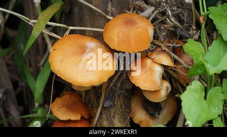 Herbstkopfkappe ( Galerina marginata, Beerdigungsglocke, tödliche Kopfkappe, Herbstkopfkappe, tödliche galerina). Die Giftstoffe, die in Galerina marginata gefunden wurden Stockfoto