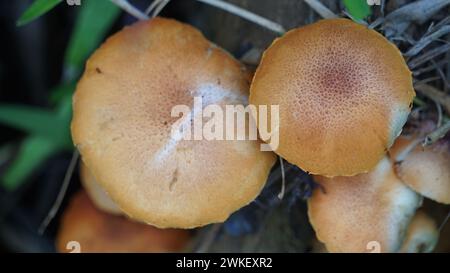 Herbstkopfkappe ( Galerina marginata, Beerdigungsglocke, tödliche Kopfkappe, Herbstkopfkappe, tödliche galerina). Die Giftstoffe, die in Galerina marginata gefunden wurden Stockfoto