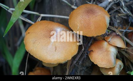 Herbstkopfkappe ( Galerina marginata, Beerdigungsglocke, tödliche Kopfkappe, Herbstkopfkappe, tödliche galerina). Die Giftstoffe, die in Galerina marginata gefunden wurden Stockfoto