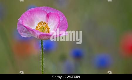 Blühende Shirley Mohnblume, Pleasant Hill Farm, Fennville, Michigan. Stockfoto