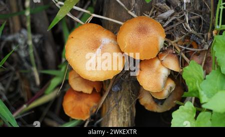 Herbstkopfkappe ( Galerina marginata, Beerdigungsglocke, tödliche Kopfkappe, Herbstkopfkappe, tödliche galerina). Die Giftstoffe, die in Galerina marginata gefunden wurden Stockfoto