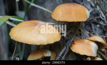 Herbstkopfkappe ( Galerina marginata, Beerdigungsglocke, tödliche Kopfkappe, Herbstkopfkappe, tödliche galerina). Die Giftstoffe, die in Galerina marginata gefunden wurden Stockfoto