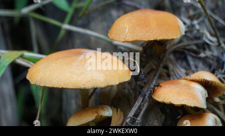 Herbstkopfkappe ( Galerina marginata, Beerdigungsglocke, tödliche Kopfkappe, Herbstkopfkappe, tödliche galerina). Die Giftstoffe, die in Galerina marginata gefunden wurden Stockfoto