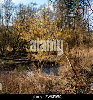 Nahaufnahme des blühenden Haselbaums (Corylus avellana) Stockfoto