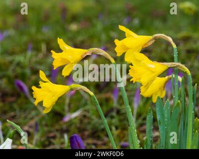 Spätwinterblühende gelbe Trompeten der walisischen Narzissen oder Lent Lilie, Narcissus pseudonarcissus Stockfoto