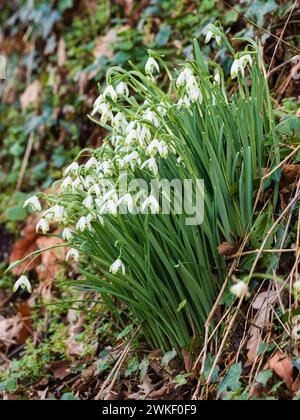 Klumpen der grünen Blüten der gewöhnlichen Schneeglöckchensorte Galanthus nivalis „Viridapice“ im Spätwinter Stockfoto