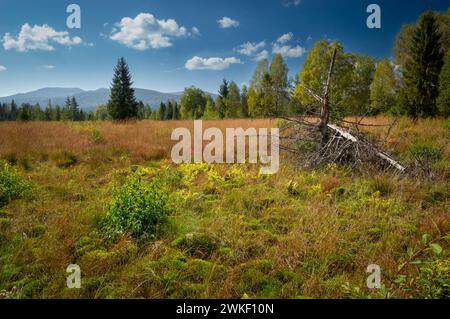 Torfmoor Tarnawa. Torfmoor-Habitat, Tarnawa Wyzna, Bieszczady, Bieszczady Nationalpark, Äußere Ostkarpaten, Polen Stockfoto