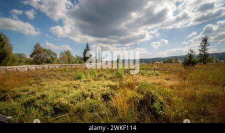 Torfmoor Tarnawa. Torfmoor-Habitat, Tarnawa Wyzna, Bieszczady, Bieszczady Nationalpark, Äußere Ostkarpaten, Polen Stockfoto