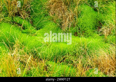 Torfmoor pflanzt Moos, Nahaufnahme des Moors auf dem Torfmoor von Tarnawa. Moormoor-Habitat in den Bergen, Tarnawa Wyzna, Bieszczady Nationalpark, Outer East Stockfoto