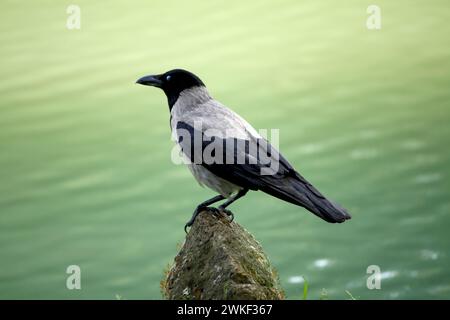 Die Krähe thront auf einem spitzen Felsen, mit ihrem schlanken Körper und ihren gefalteten Flügeln, die sich von den leichten Wellen des Wasserhintergrundes abheben Stockfoto