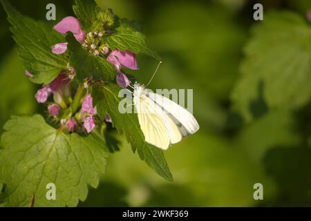 Weißer Schmetterling, möglicherweise von der Kohlart, auf grünen Blättern inmitten rosa Blüten Stockfoto