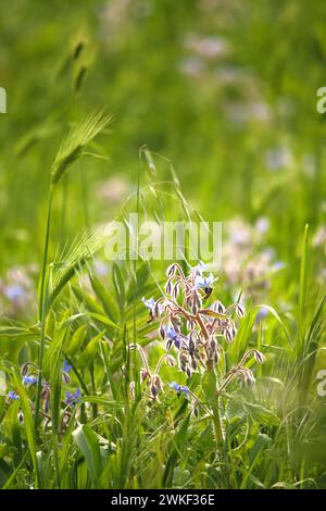 Üppiges grünes Feld gefüllt mit verschiedenen Pflanzen und Blumen, einschließlich zarten Borretschblüten unter der Sonne Stockfoto