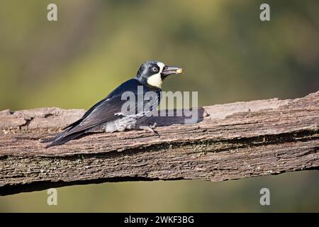 Weibliche Acorn Woodspecht Kolumbien Stockfoto