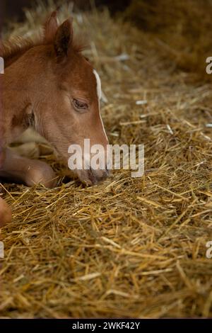 Neugeborenes Fohlen Fohlen Hengst im Strohhalm liegendes Baby-Pferd Nahaufnahme des vertikalen Pferdebildes des Pferdes für Typ kleiner Kastanienpferdekopf Stockfoto