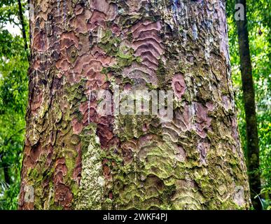 Nahaufnahme der Kauri-Baumrinde im gemäßigten Regenwald des Trounson Kauri Park, Te Tai Tokerau/Northland Region, Te IKA-a-Maui/Nordinsel Stockfoto
