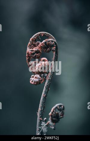 Fern frond Nahaufnahme, Badger Weir Regenwald, Yarra Ranges, Australien. Detail des Blattes, das sich vor weichem Hintergrund entfaltet. Stockfoto