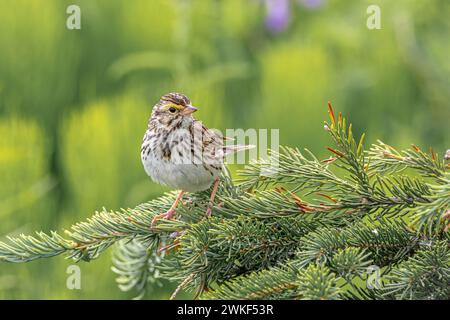 Savannah Sparrow (Passerculus sandwichensis) sitzt auf einem Baum Stockfoto