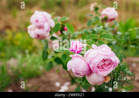 Der Geist der Freiheit blühte im Sommergarten auf. Rosafarbene Blumen auf englischem Kletterer. Junge Sträucher von Austin. Nahaufnahme Stockfoto