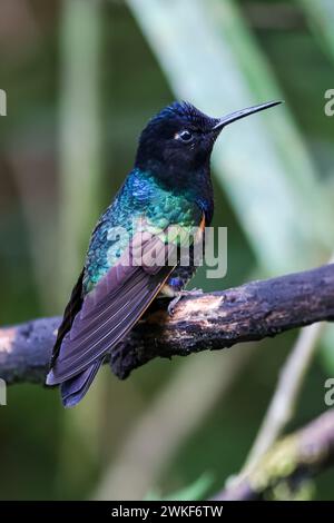 Kolibri mit Feuerkehle (Panterpe insignis), der auf einem Zweig sitzt - Mindo, Ecuador. Stockfoto